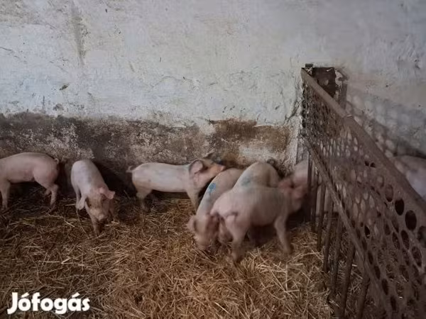 Sow, Pigs — Hungary
