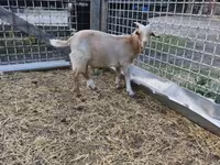 Billy Goat, Goats — photo 2
