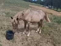 公马, Horses — 照片 1