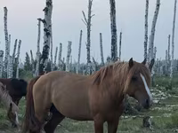 Hing, Kushum Horse — 3. fotó