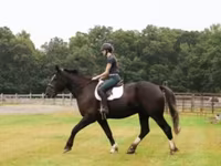 Hing, Percheron — 6. fotó