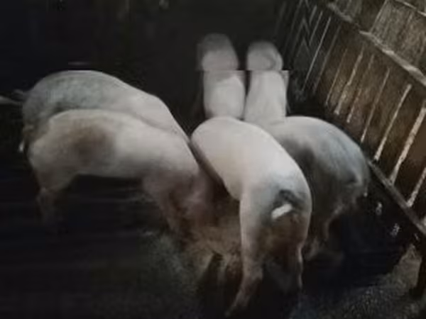 公猪, Pigs