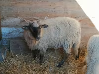 Ovelha, Racka sheep — foto 1