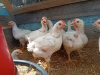Chickens — 2-сурет