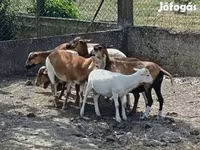Kos, Cameroon sheep — 2. fotó