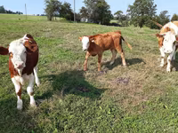 Szarvasmarha (tétel, nem megadva), Simmental cattle — 4. fotó