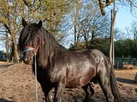 घोड़ा, Gypsy horse — फ़ोटो 3