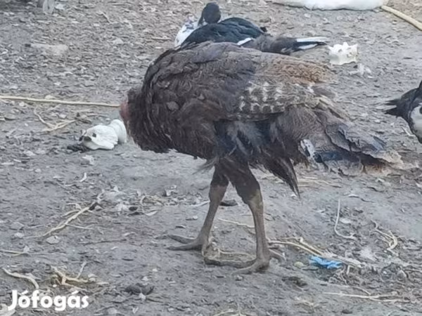 Turkeys