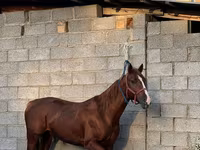 Hing, Friesian sport horse — 1. fotó