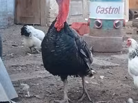 Turkeys — फ़ोटो 1