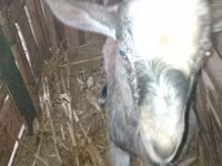 公山羊, Goats — 照片 1