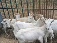 Koza, Saanen goat — foto 6
