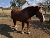母马, Hungarian horse breed — 照片 5