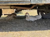 Ducks — photo 2
