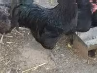 galinha dinamarquesa — foto 1