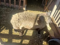 Ziegenbock, Ziegen — Foto 4