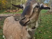 Nőstény kecske, Alpine goat — 2. fotó