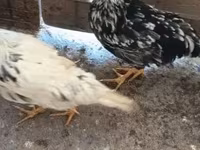 Chickens — 照片 3