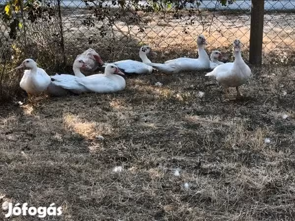 Ducks — Magyarország
