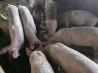 Pigs (batch, sex not specified), Pigs — photo 1