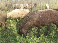 Goat, Goats — photo 4