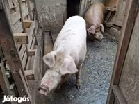 母猪, Дюрок — 照片 4
