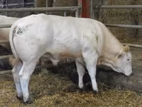 Bika, Blonde d’Aquitane cattle — 6. fotó