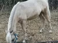 Cavalo, Cavalos — foto 2
