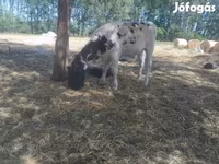 सांड, Russian Black pied cattle — फ़ोटो 5