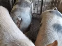 母猪, Pigs — 照片 4