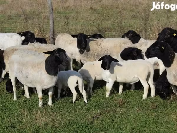 Sheep (batch, sex not specified), Dorper sheep