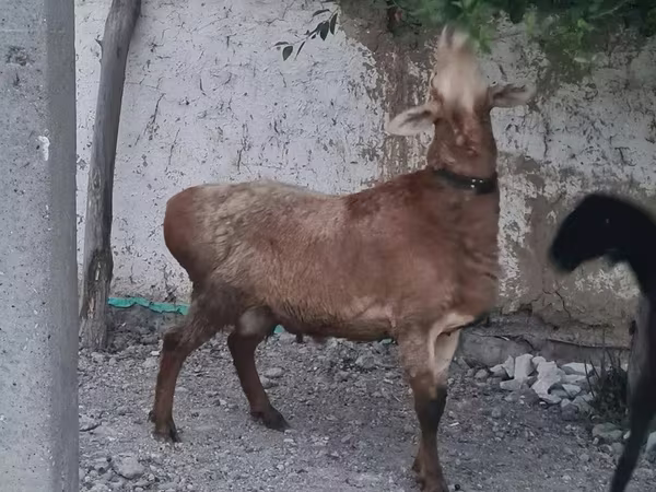 Баран, Бараны