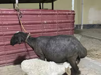 भेड़, भेड़ — फ़ोटो 2