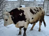 Bull, Cattle — photo 1