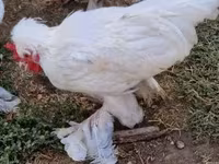 Chickens — zdjęcie 4