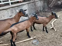 عنزة, Alpine goat — الصورة 3