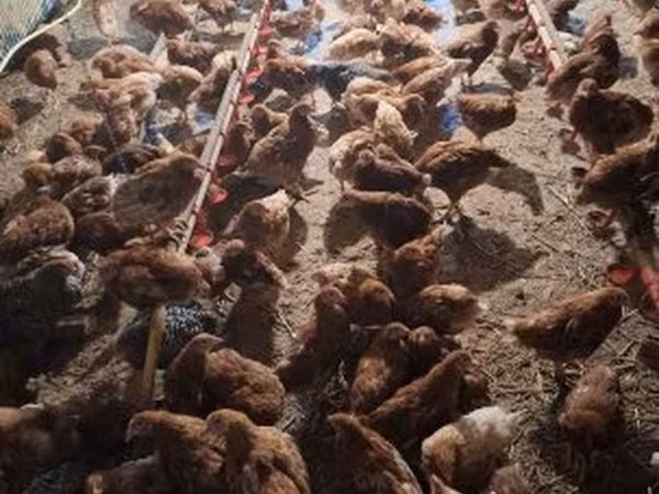 Chickens — Hungary