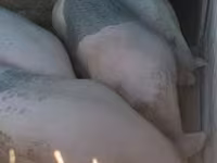 Boar, Pigs — photo 4