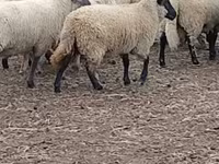 भेड़, Merino sheep — फ़ोटो 3