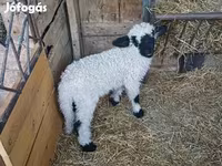 Kos, Wallis Country sheep — 3. fotó