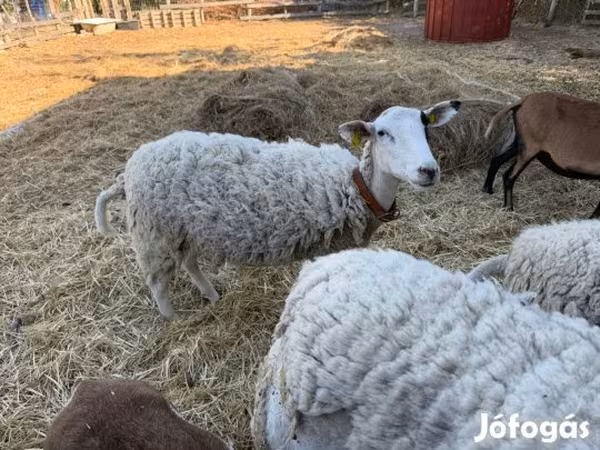 भेड़, Merino sheep — हंगरी