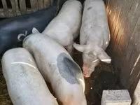 Sow, Pigs — photo 1