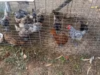 Chickens — 4-сурет
