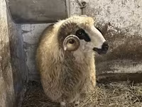 Kos, Racka sheep — 7. fotó