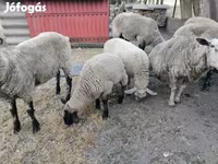 भेड़, White Suffolk sheep — फ़ोटो 2