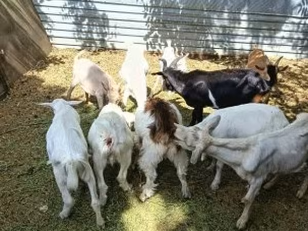 Bak, Saanen goat — Magyarország