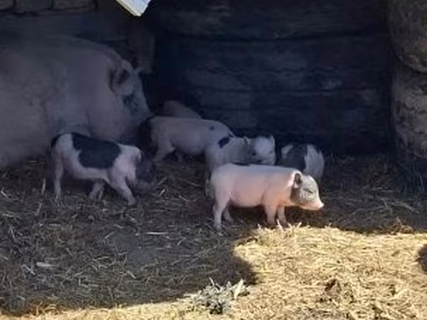 Pigs (batch, sex not specified), Вьетнамская вислобрюхая