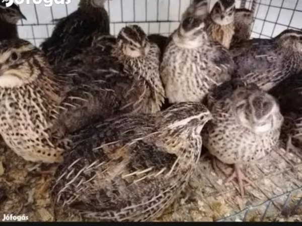 Quails — Magyarország