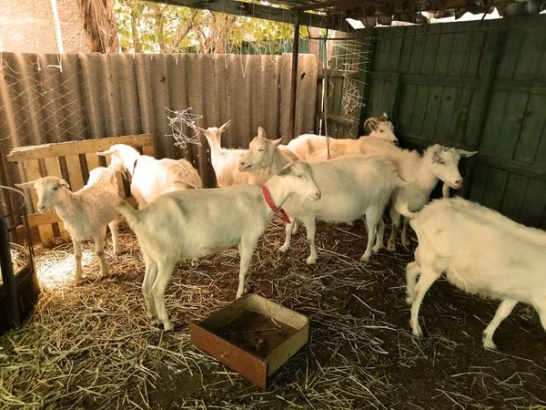 Bak, Saanen goat