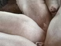 Prasnice, Prasata — foto 2